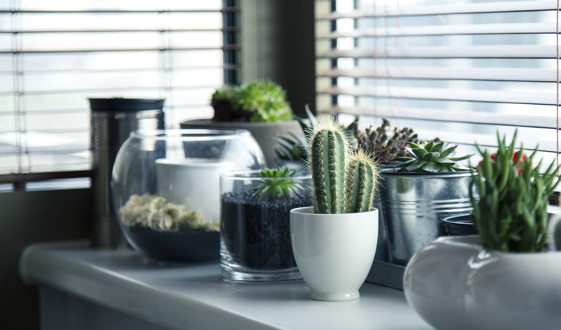 Ideas para Cuidar tus Plantas Interiores durante el Otoño